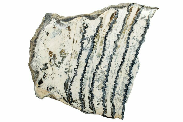 Polished Mammoth Molar Slice - South Carolina #250765